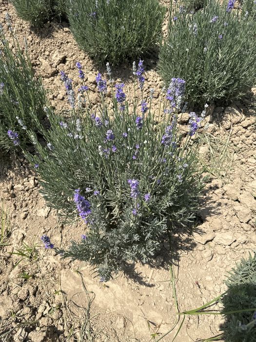 Lavanda fransuskiy
