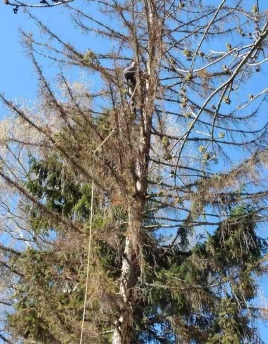 Рязане на опасни дървета