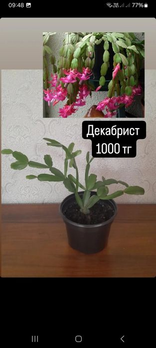 Алоэ взрослый в горшочке