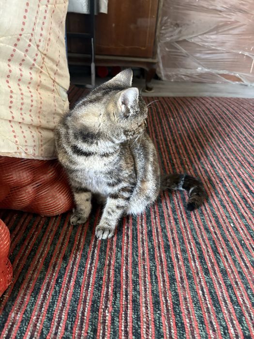 Отдадим кошку а хорошие руки девочка