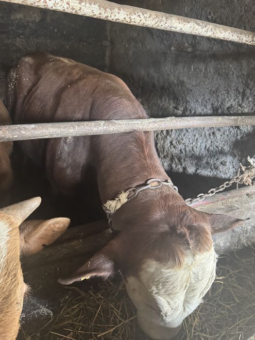 Продам бычок 1год 1 месяц