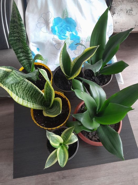 Продам комнатные цветы