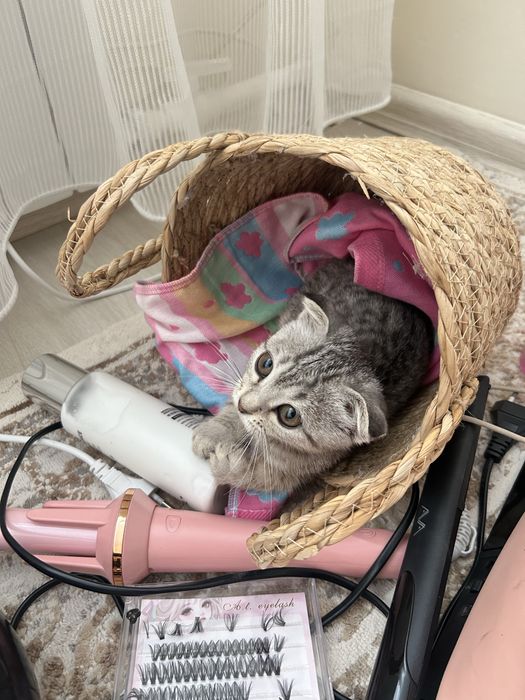 Котик 2-3 месяца вислоухая