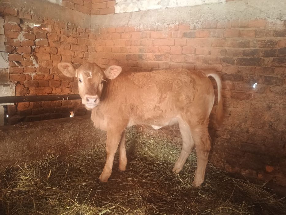 Doua vitele una limuzina una baltata