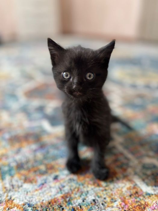 Котята Бесплатно