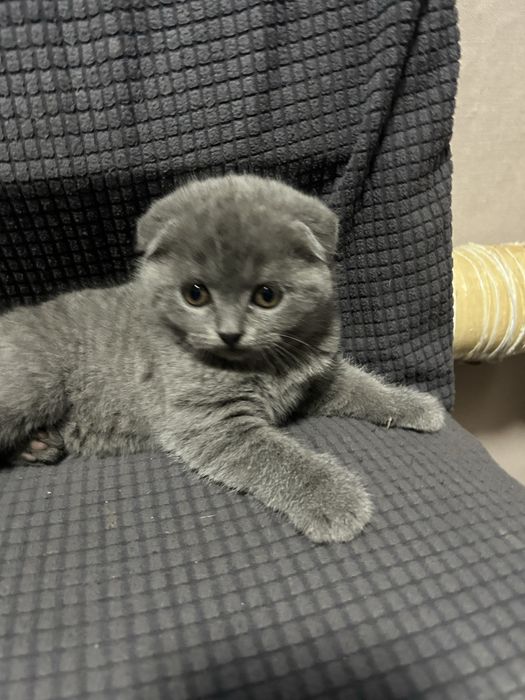 Котята британские,короткошерстные