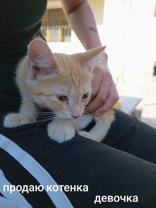 Даю бесплатно котенка