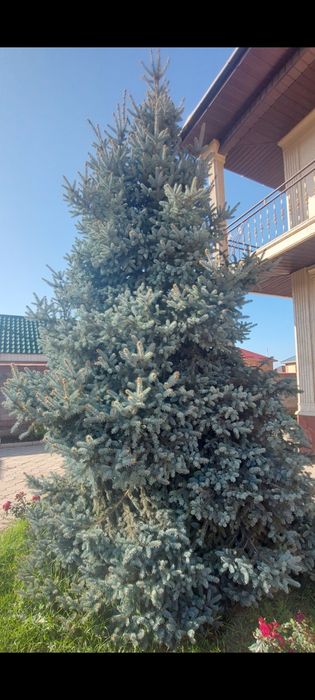 Ель голубая, блю Glauca