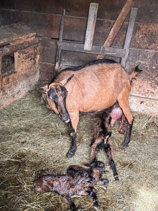 Avem un țapic metis