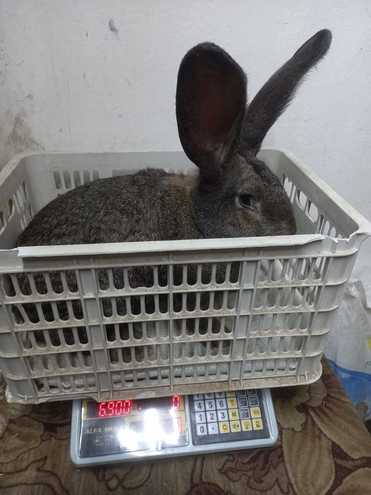 Продам кролики фландер