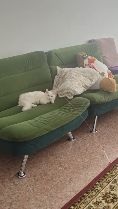 Отдам в добрые руки двух замечательных кошек (вместе)