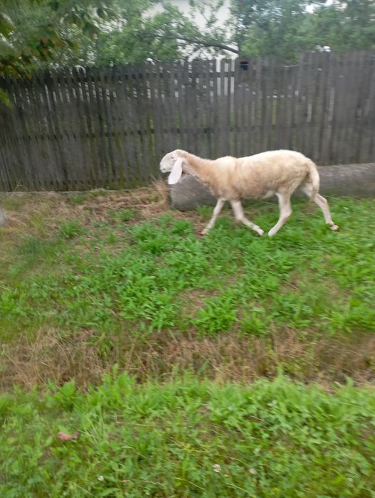 Miei Suffolk/bergamasc/carabas