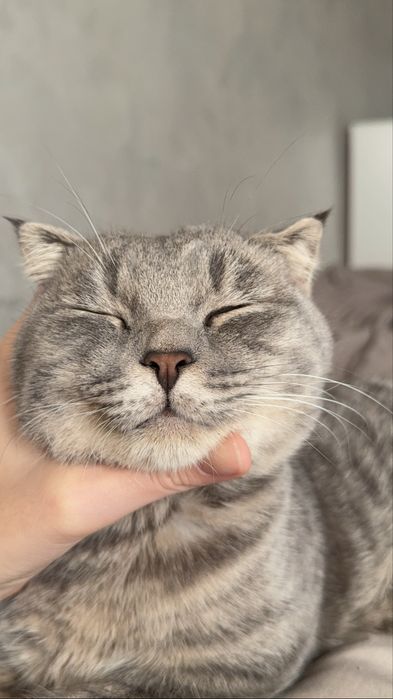 Вислоухий британец
