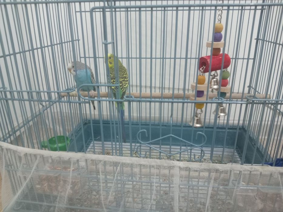 Папугай вместе с клетки