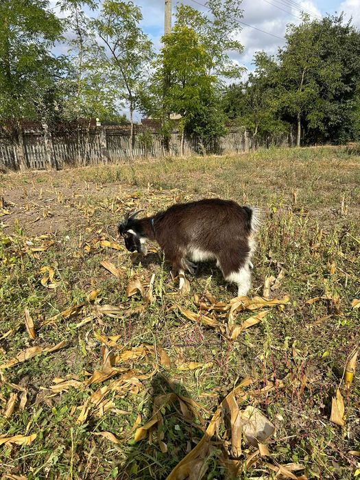Vând Țap- 6 luni- 400 lei