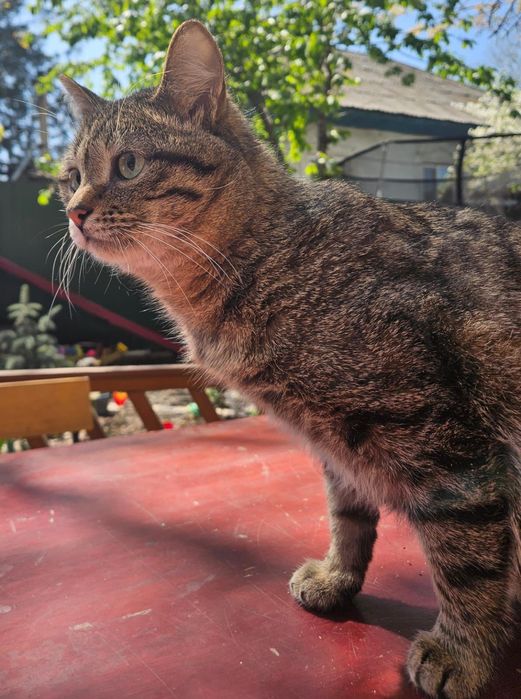 Котик Борис ищет дом!