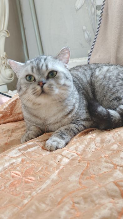 Кот Шотландец Скоттиш Страйт