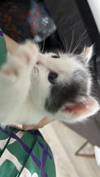 Котенок 2 месяца