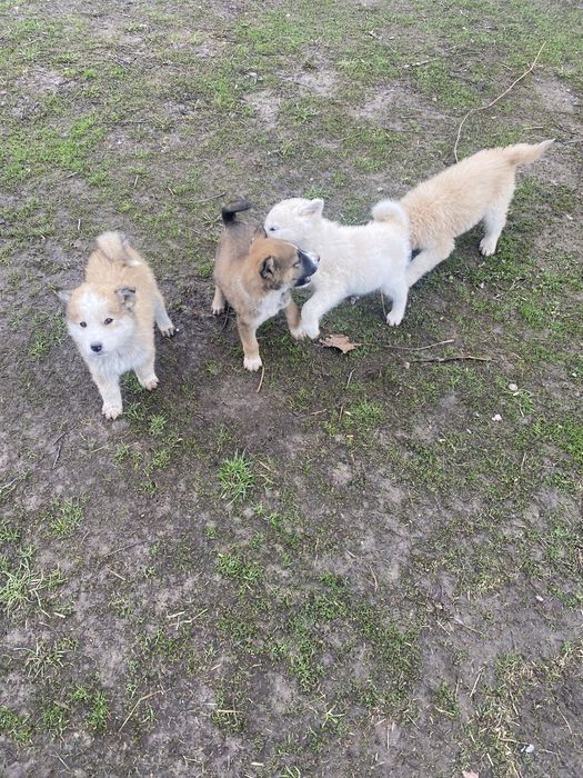 Щенки 3 мальчика 1 девочка