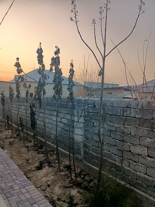 Павлония талы ПАО З 07