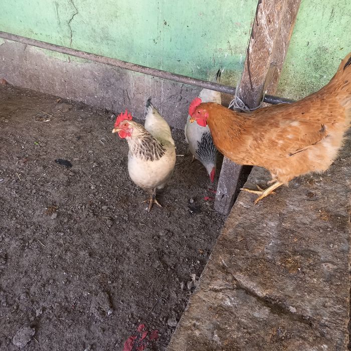 Яйца на инкубатор Адлер кучин