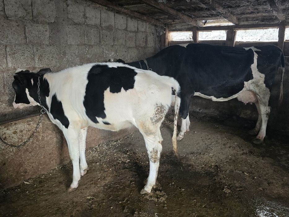 Vaca de lapte, junica si vitei