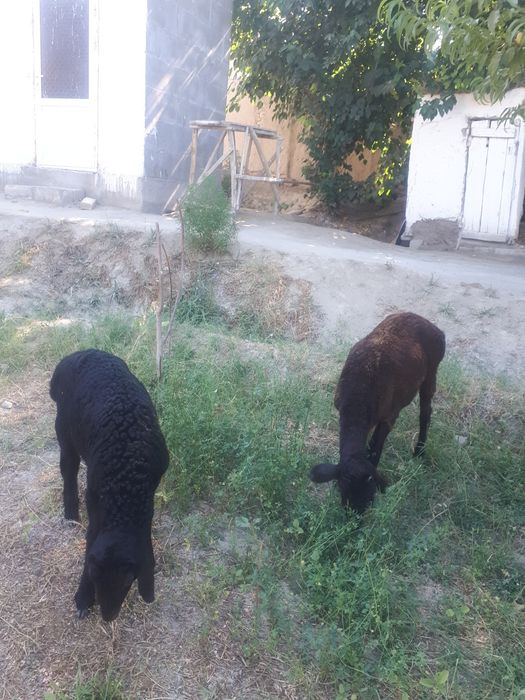 Ona bola qo'y sotiladi bolasi qoʻchqor
