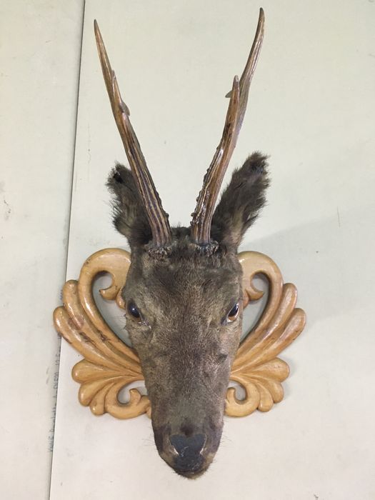 Трофей глава от Сърна