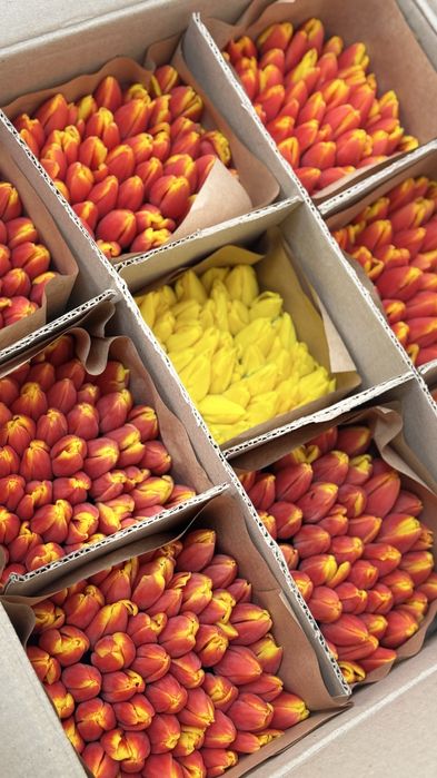 Белорусские тюльпаны Астана