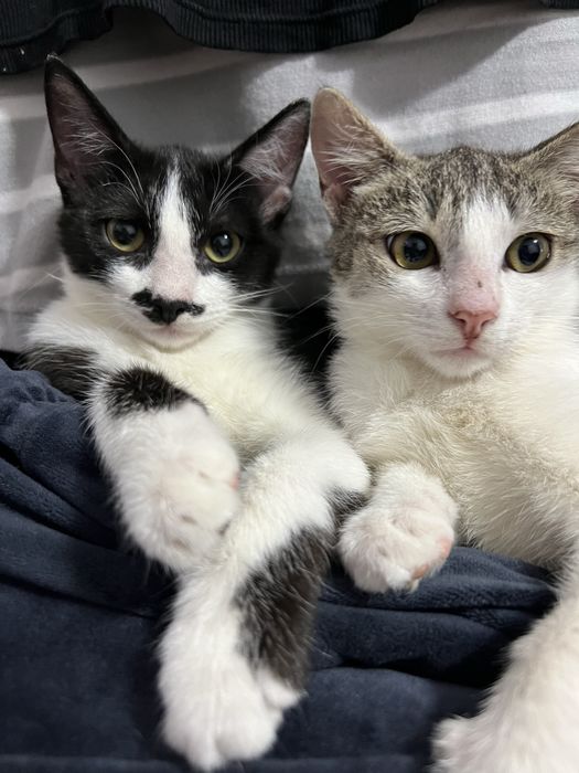 Отдам в добрые руки