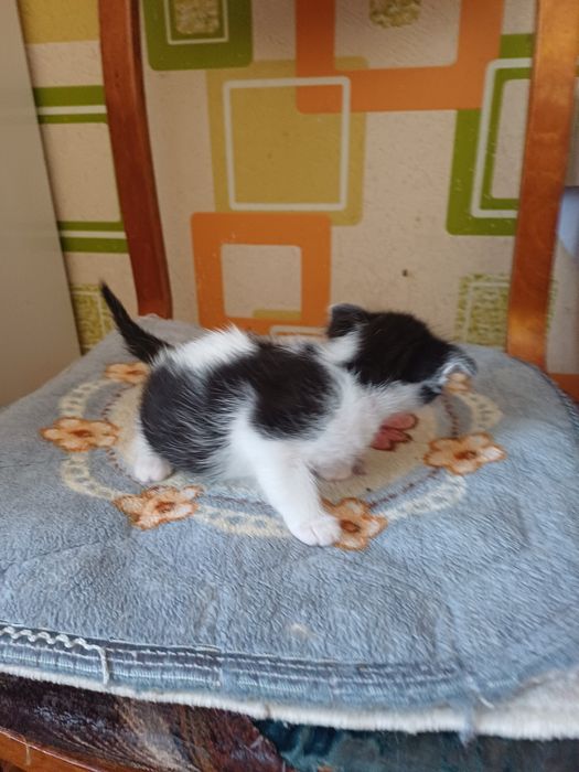 Отдам в добрые руки котят