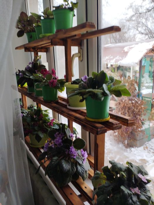 Фиалки комнатные