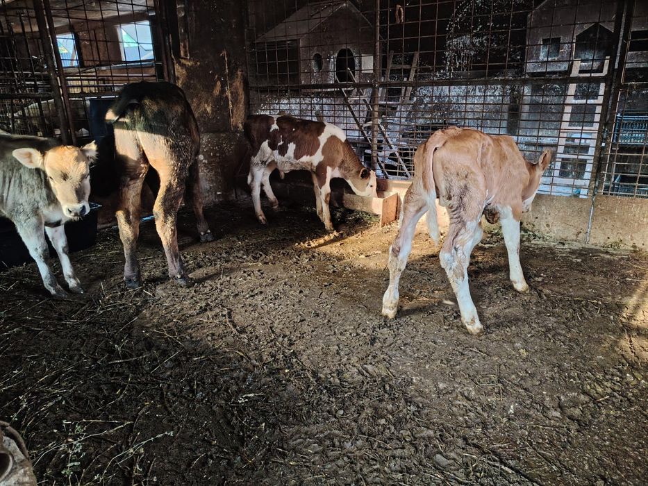 Vând 2 tăurași bălțat 1 Angus și o vițea bruna