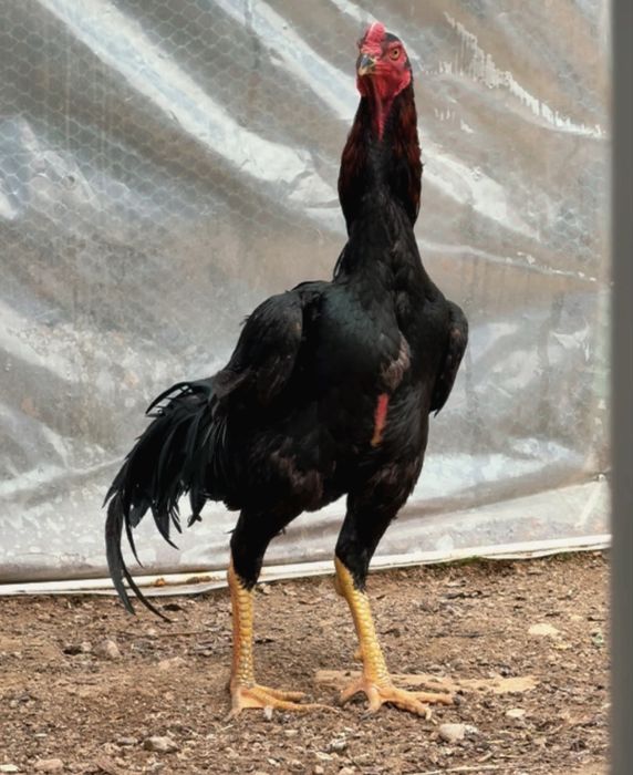 Жожа,дакан,dakan,joja,bobo,хороз,xoroz,xo’roz