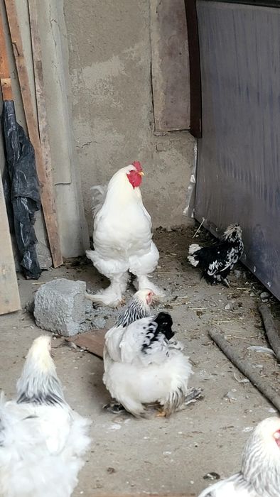 Гигант брама  хурозлар сотилади