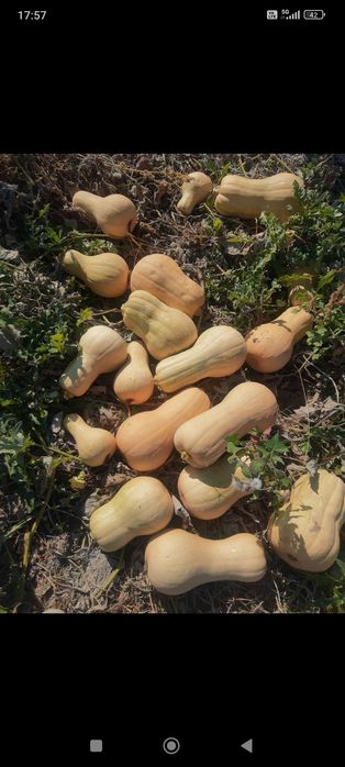 Продавам тикви за животни