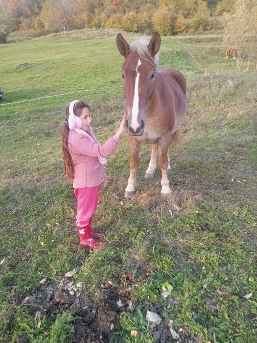 Vând mânz în Cupșeni