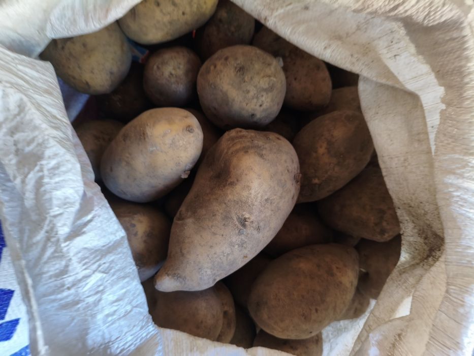 Продам домашний картофель