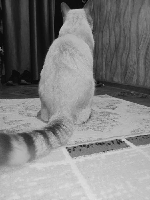 Потерялся кот мурзик