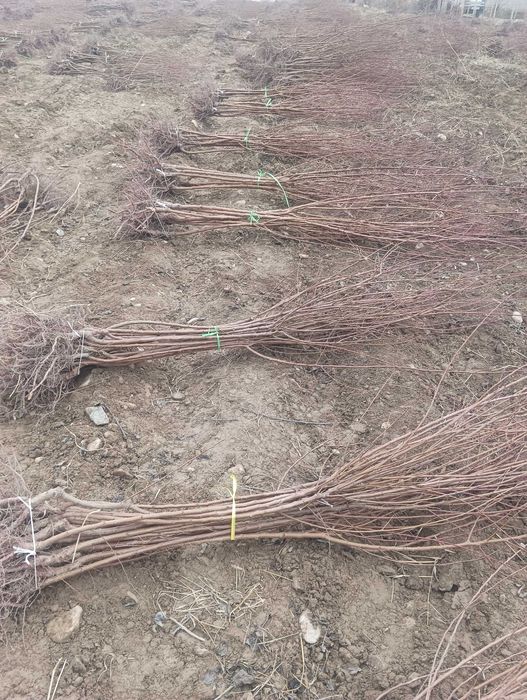 Бахорги экиш учун барча турдаги мевали ва манзарали кучатлар.