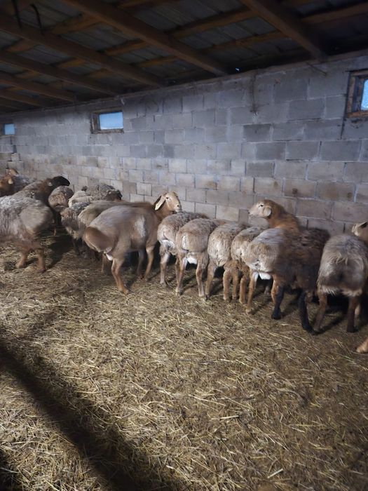 Продам овец эдильбайской породы