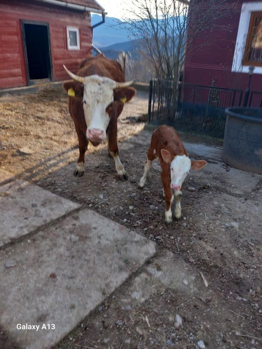 Vând vaca cu vitel
