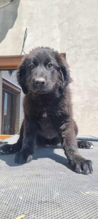 Ciobanesc romanesc corb