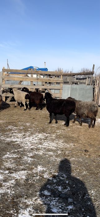 Койлар сатылады козылы