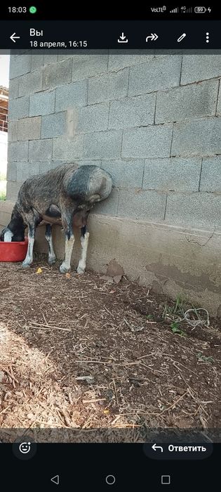 Продам кошкар хороший