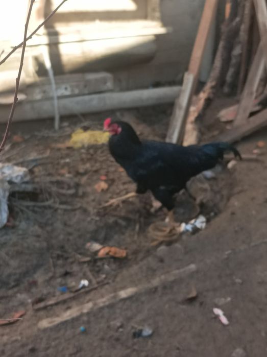 Dakan xoʻroz sotiladi