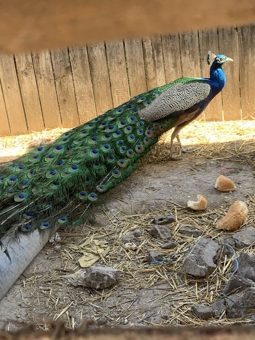 Paun albastru mascul