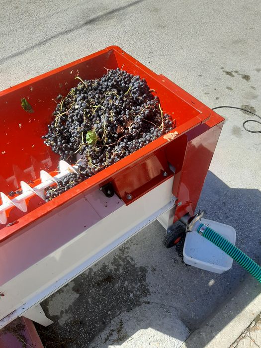 Мелене на грозде по домовете 10ст. на кг.