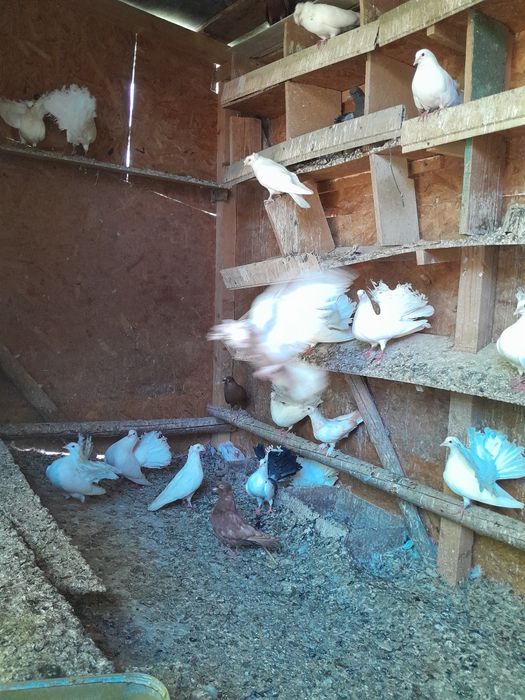 Vând porumbei înfoiati și jucători de botosani