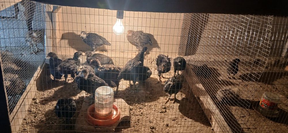 Жужалар сотилади